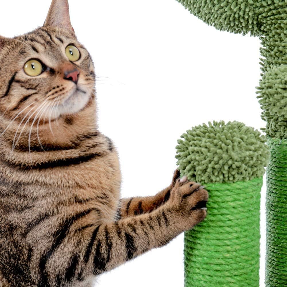 Griffoir chat cactus