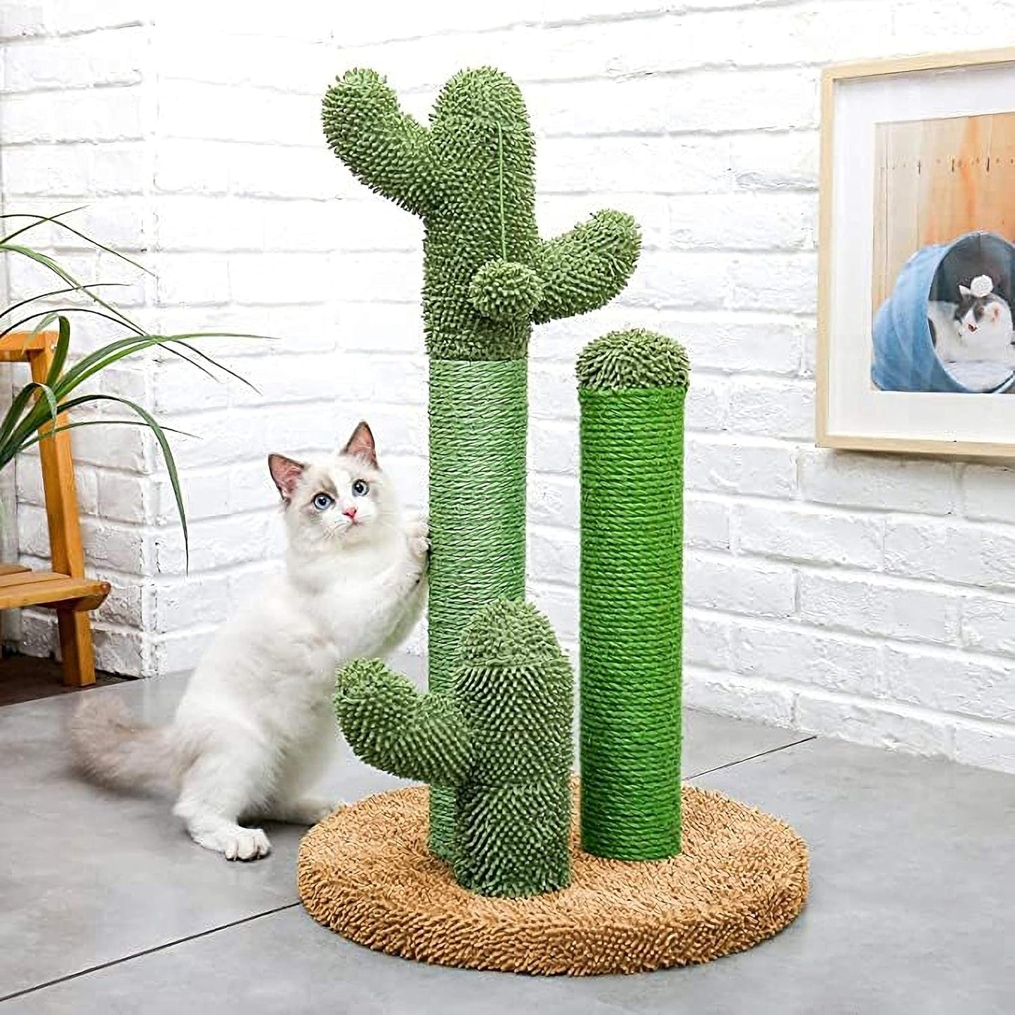 Griffoir chat cactus