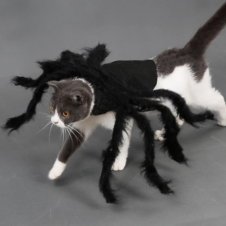 Déguisement Araignée Chat