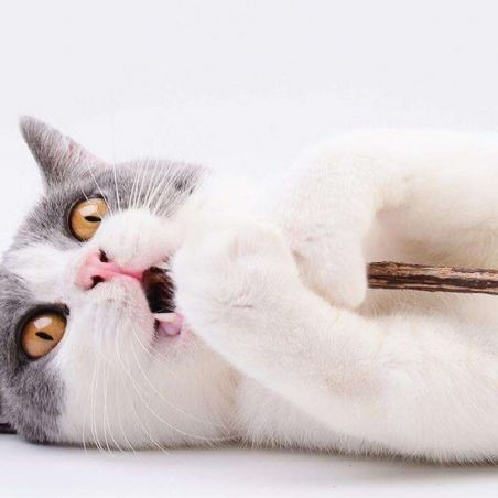 jouet dentaire pour chat