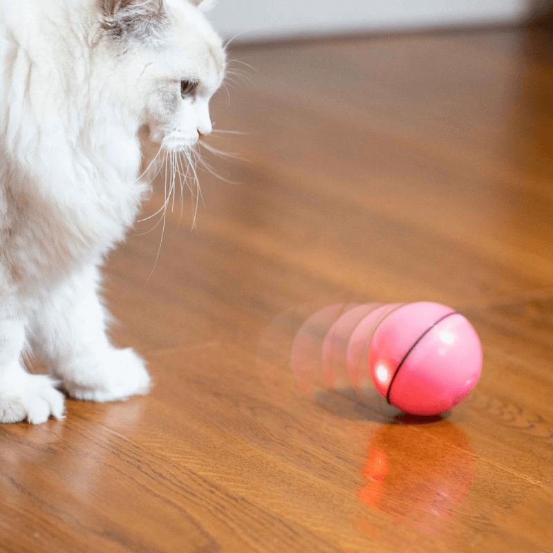 Balle Magique Lumineuse pour Chat - Catch'Cat™ – Pour toi Mon chat