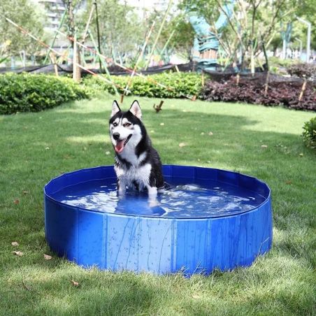 piscine chien