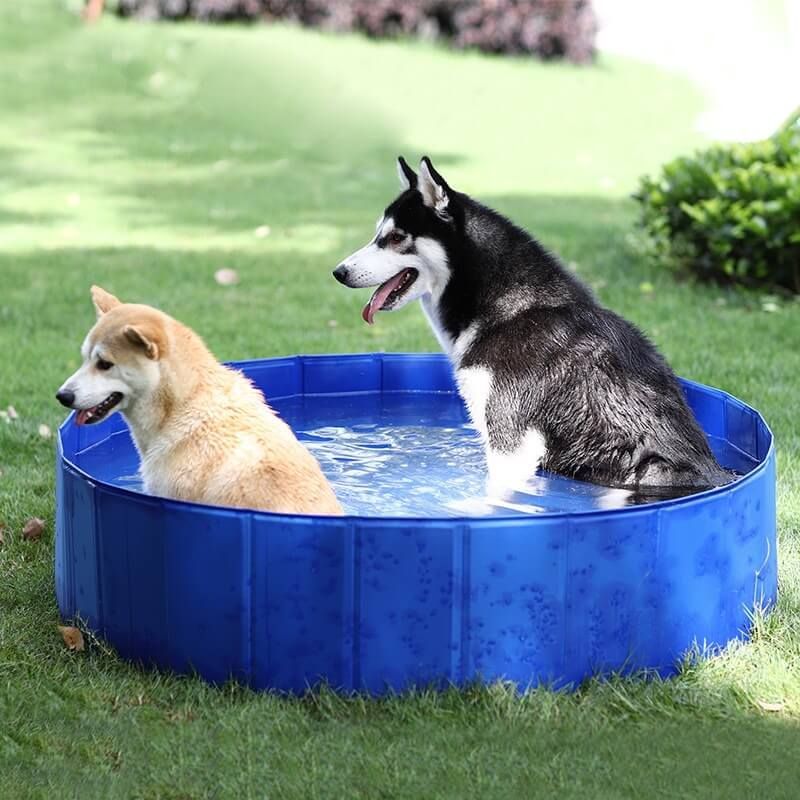 Flotteurs de piscine pour chiens, flotteurs de piscine gonflables pour  chiens pour petits chiens moyens, flotteur de piscine pour chien de chat  pour l'été