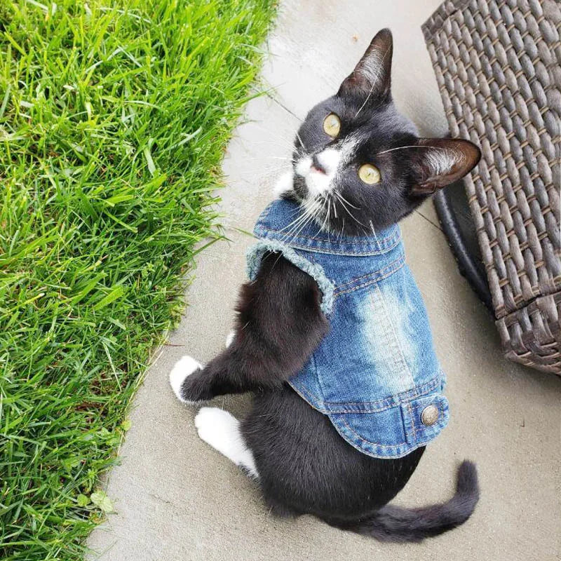 Manteau Veste en Jean Pour Chat