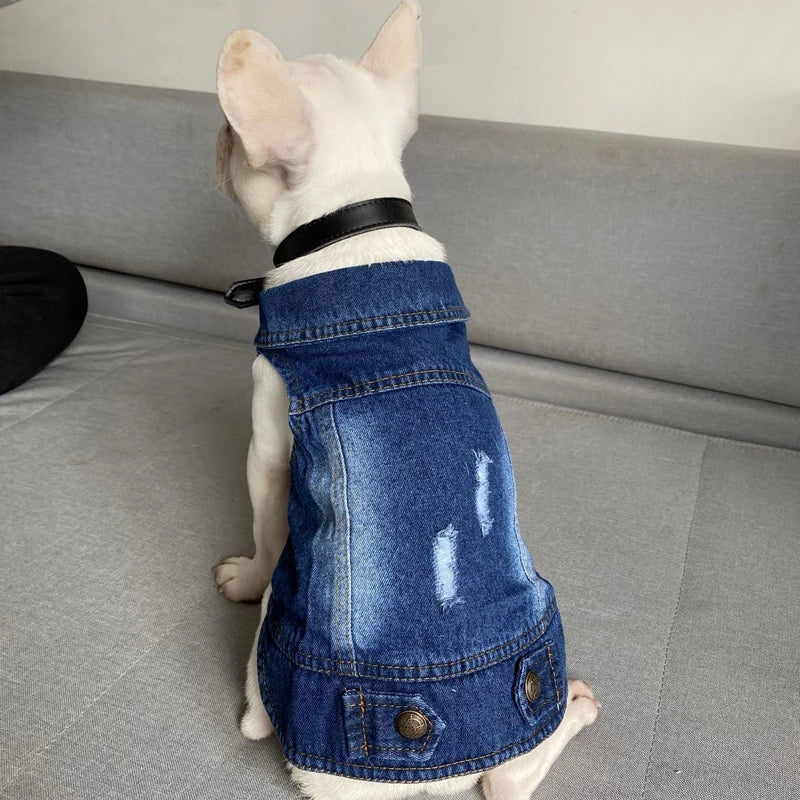 Manteau Veste en Jean Pour Chat