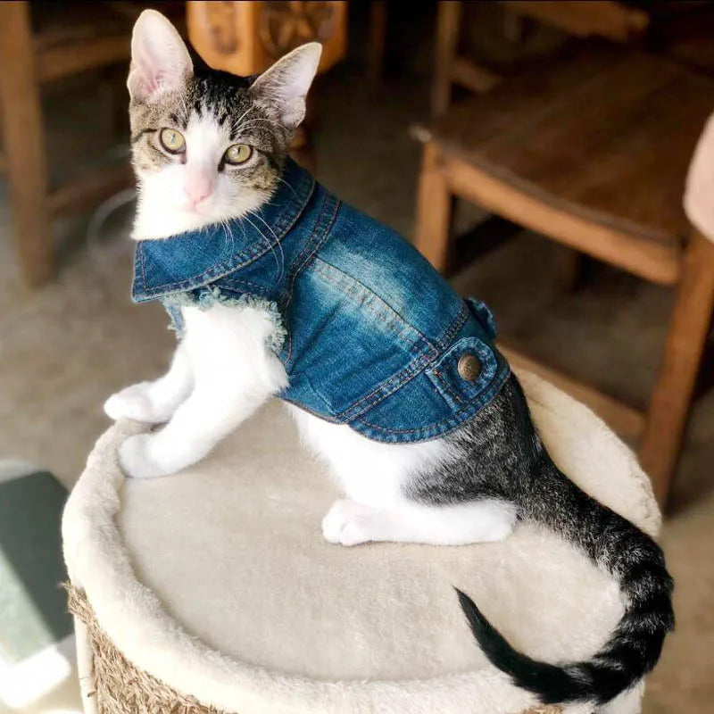 Manteau Veste en Jean Pour Chat