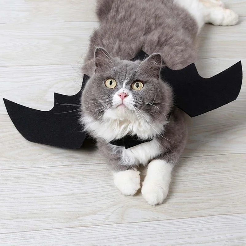 Déguisement Chat Chauve Souris