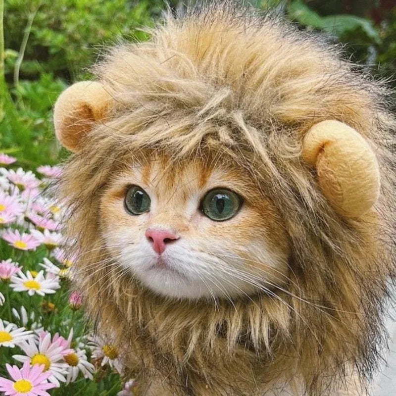 Bonnet criniere lion pour chat