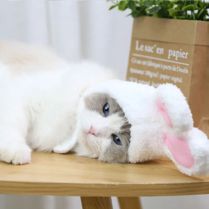 Bonnet lapin pour chat