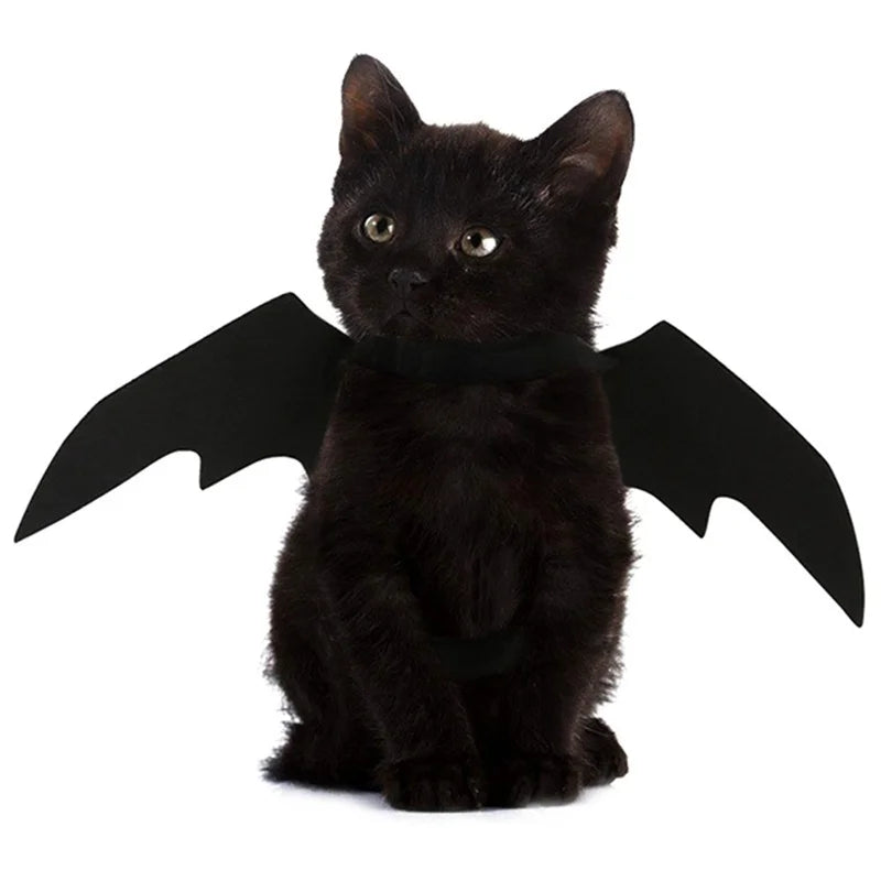 Déguisement Chat Chauve Souris