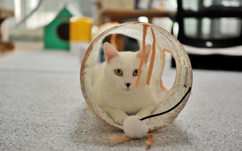 Tunnel pour chat